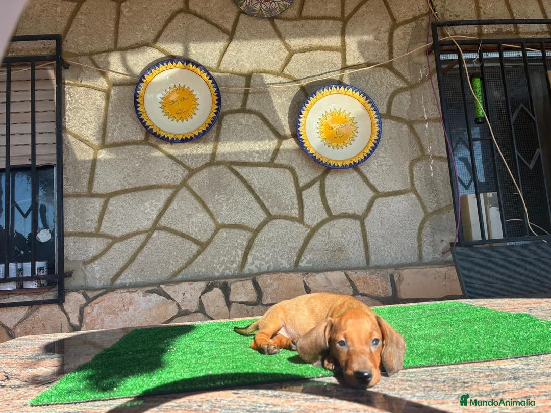 Teckel perros en venta: Teckel kaninchen - Anuncio 2