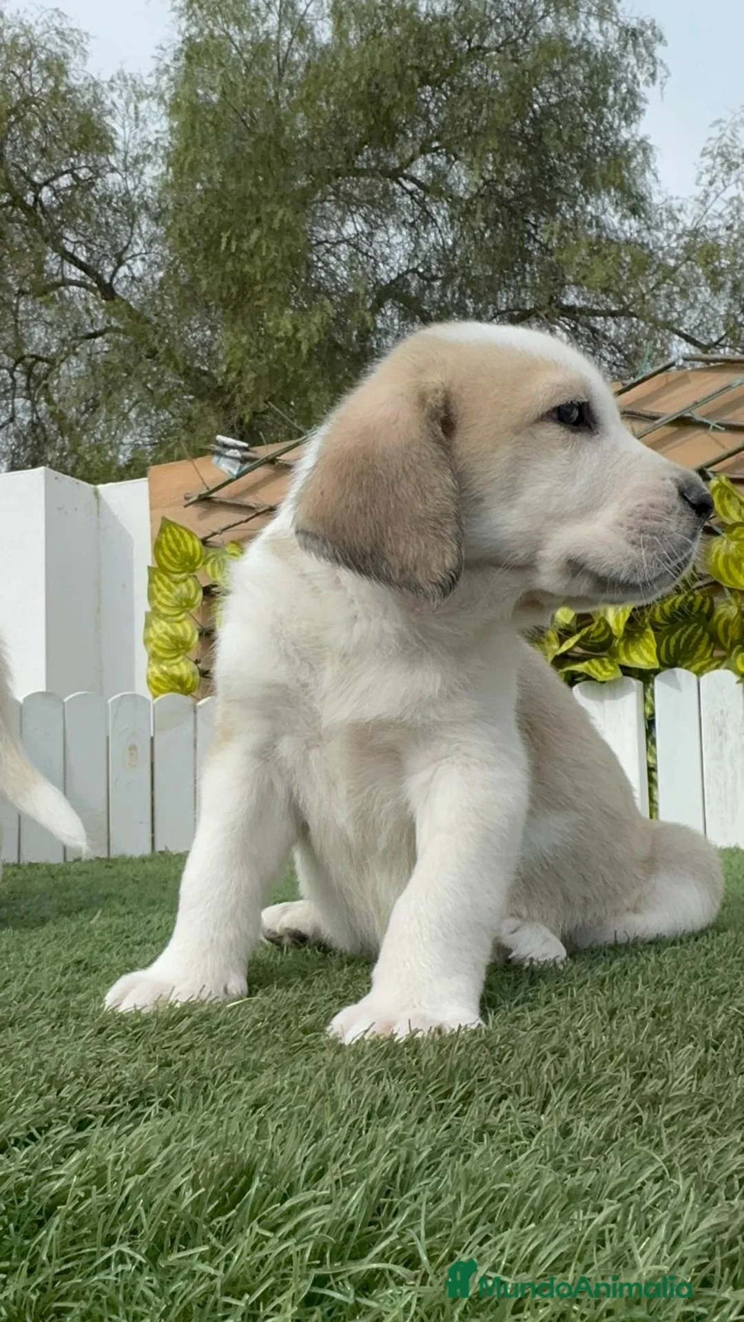 Mastín Español perros en venta: MASTIN ESPAÑOL - Anuncio 16