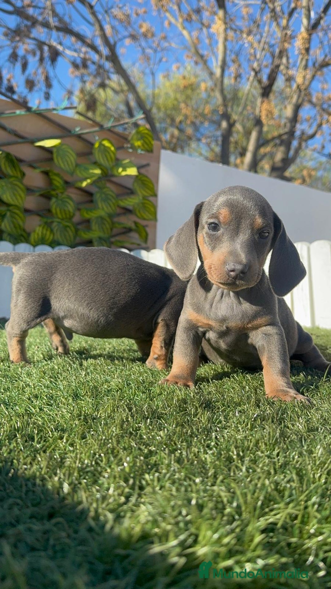 Teckel Miniatura perros en venta: TECKEL MINIATURA BLUE AND TAN - Anuncio 24