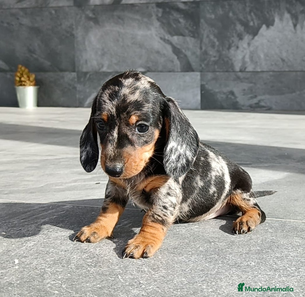 Teckel Miniatura perros Teckel mini  - Anuncio 18