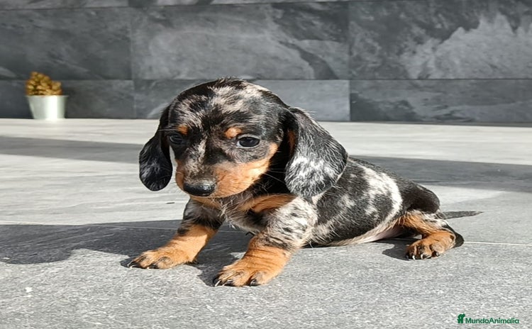 Teckel Miniatura perros - Anuncio 4