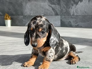 Teckel Miniatura perros - Anuncio 3