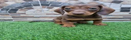 Teckel Miniatura perros en venta: TECKEL KANNINCHEN - Anuncio 1