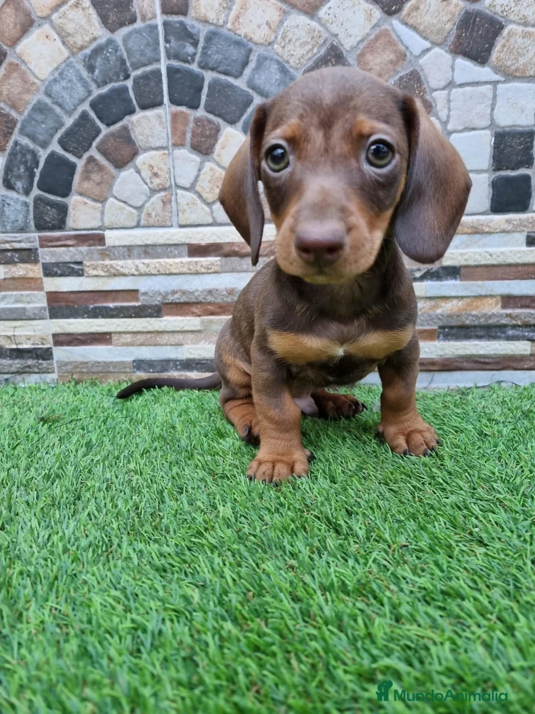 Teckel Miniatura perros en venta: TECKEL KANNINCHEN - Anuncio 1