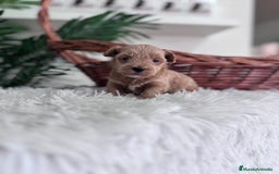 Maltipoo perros en venta: MALTIPOO - Imagen 4