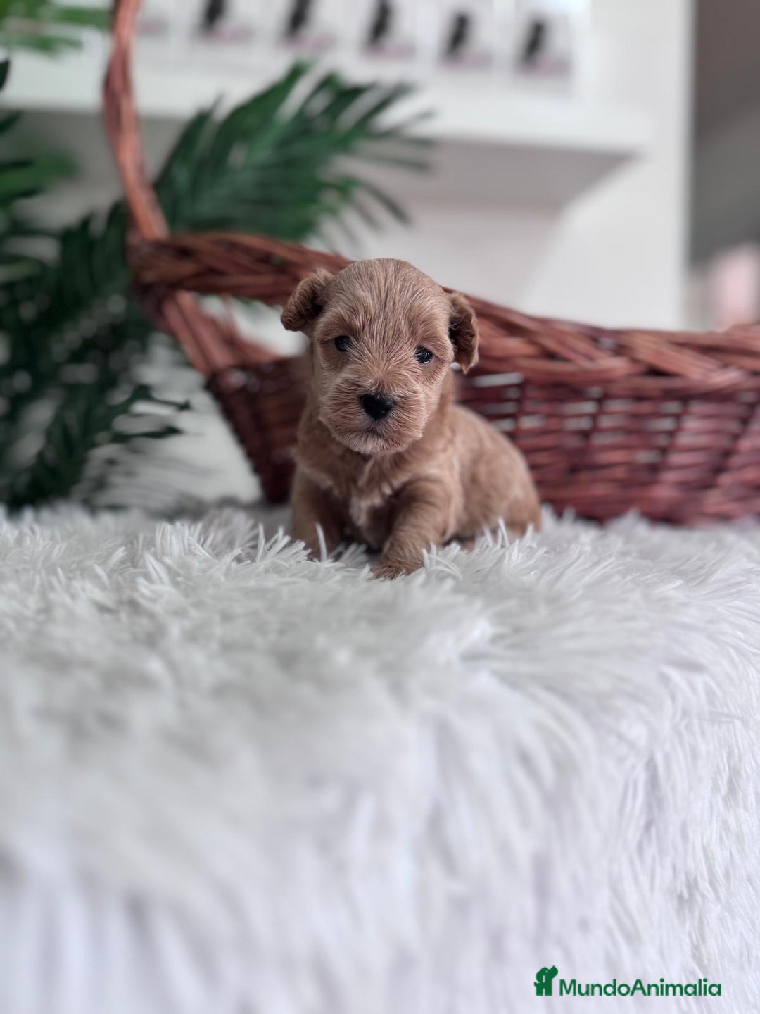 Maltipoo perros en venta: MALTIPOO - Imagen 4