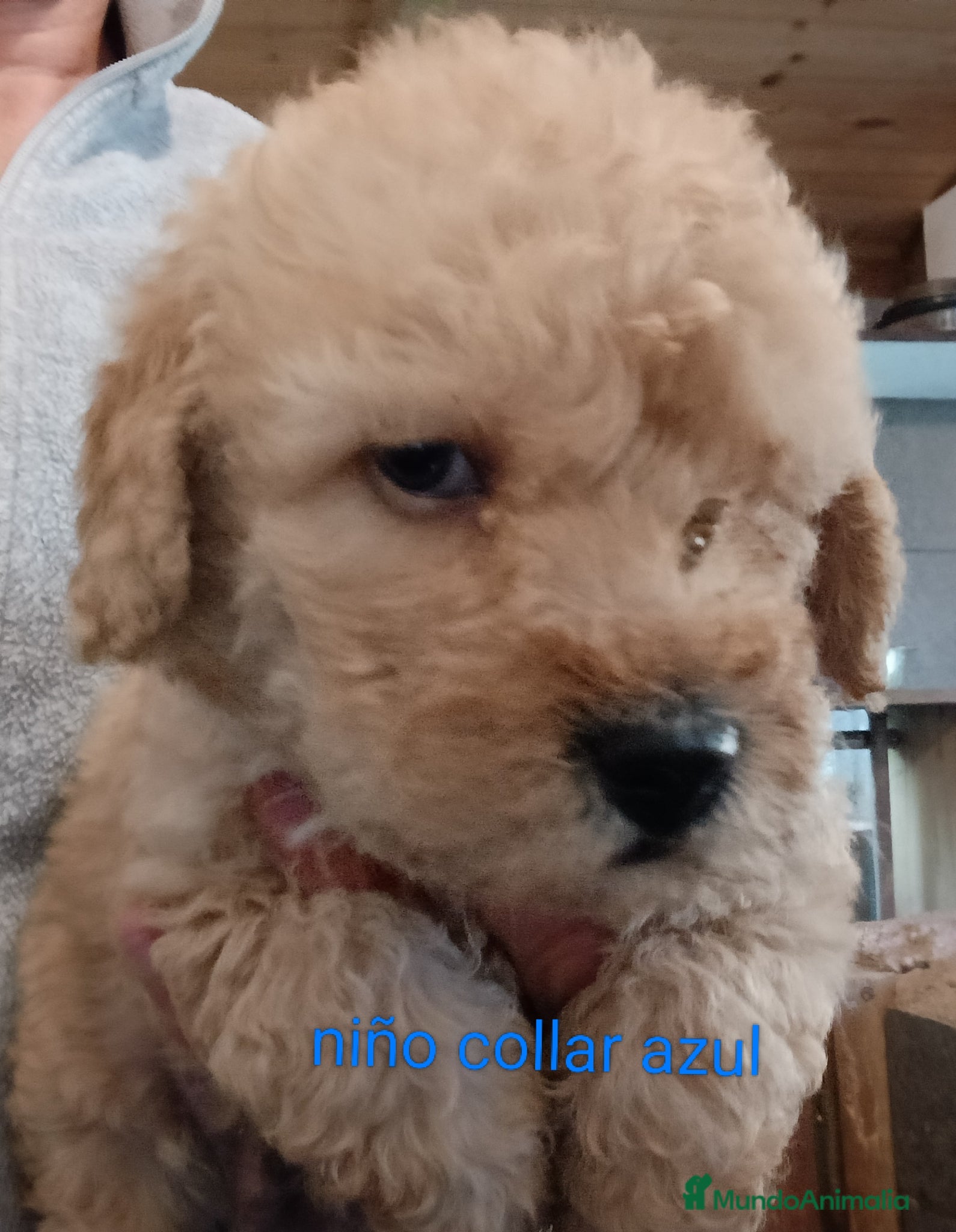 Labradoodle perros en venta: Preciosos cachorros labradoodle - Anuncio 5