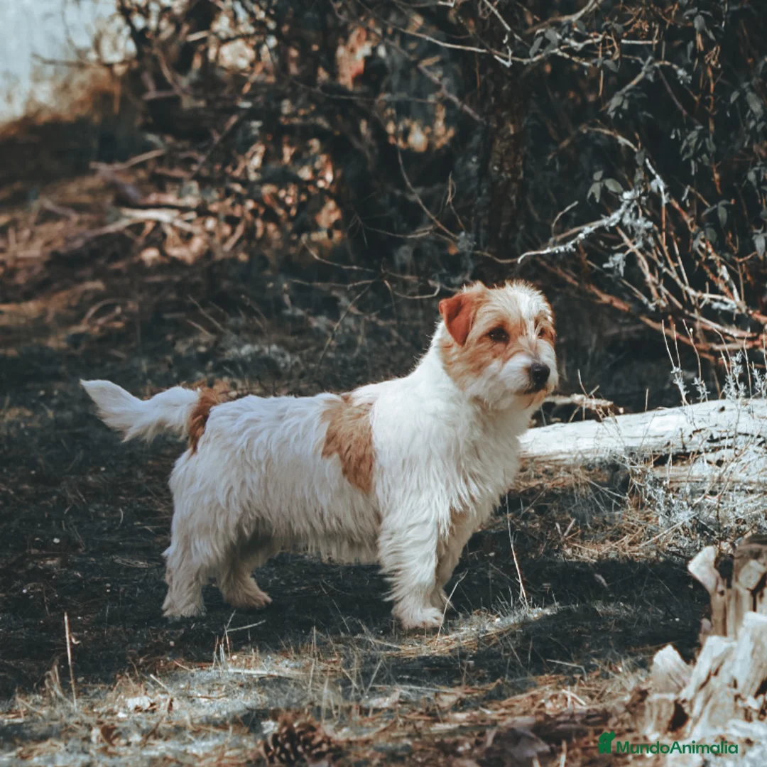 Imagen de galería {{count}}