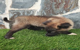 Raza Mixta perros en venta: BBORDERPOM  macho(pomerania + border collie) - Imagen 5