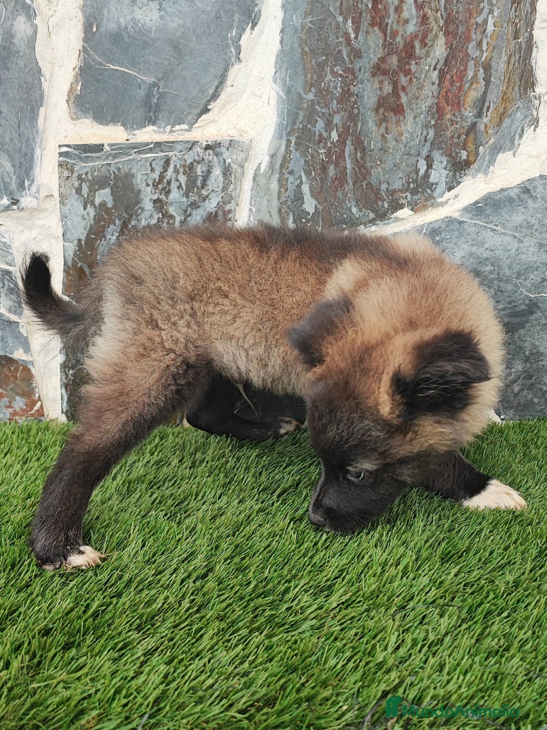 Raza Mixta perros en venta: BBORDERPOM  macho(pomerania + border collie) - Imagen 5