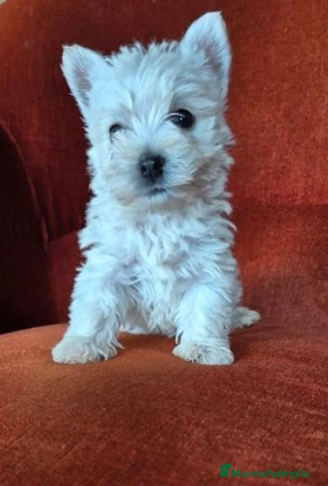 West Highland White Terrier perros en venta: Westy en Cataluña  - Anuncio 4