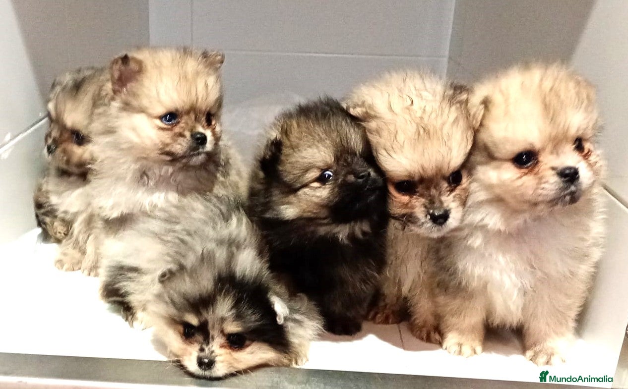 Pomerania perros Pomerania - Anuncio 1
