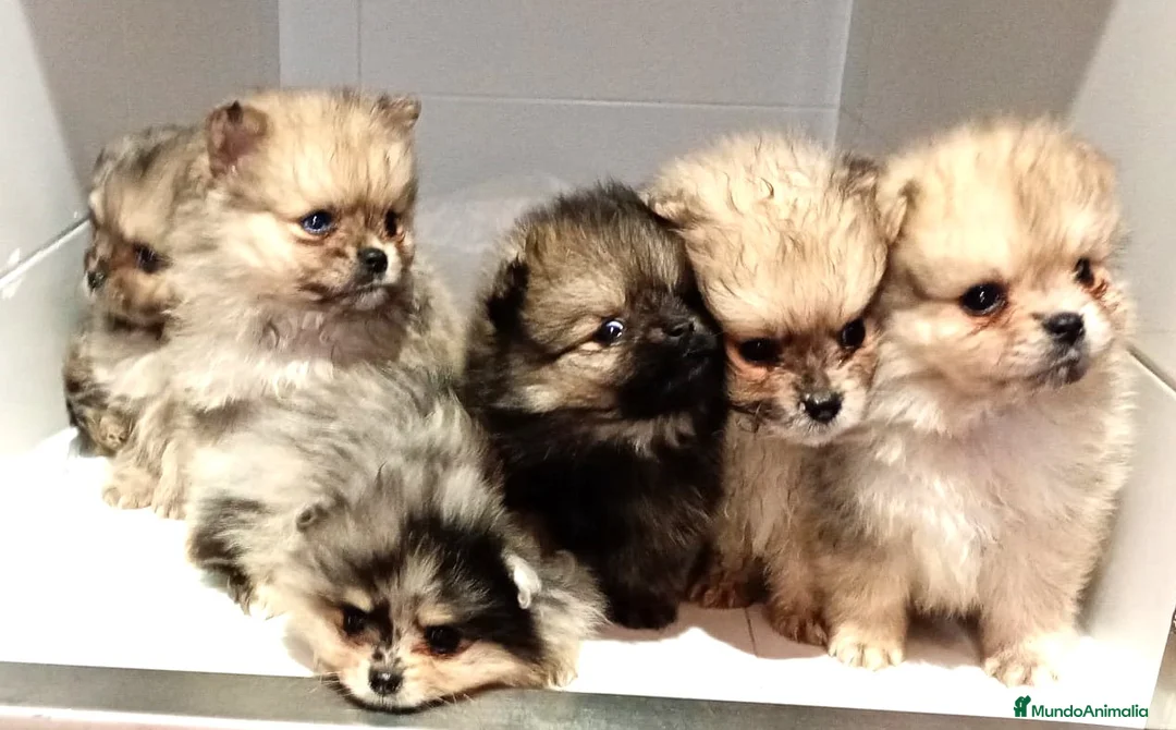 Pomerania perros en venta: Pomerania - Anuncio 1