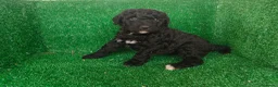 Perro de Agua Español perros en venta: Perros de agua - Anuncio 4