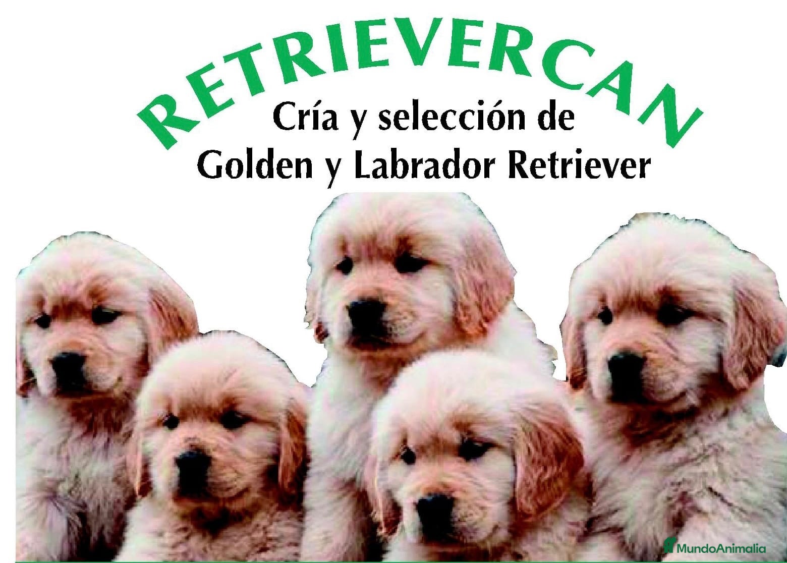 Golden Retriever perros Cachorros golden con pedigree top - Anuncio 1
