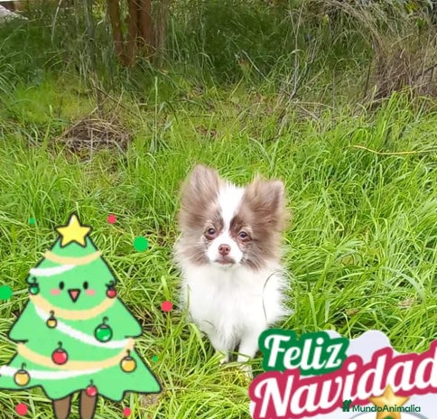 Pomchi perros Pomchi macho chocolate y blanco ya en muda de pelo - Anuncio 2