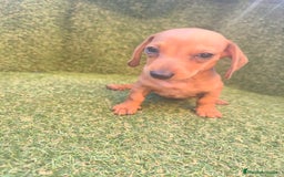 Teckel perros en venta: camada teckel canichen rojas  - Imagen 5