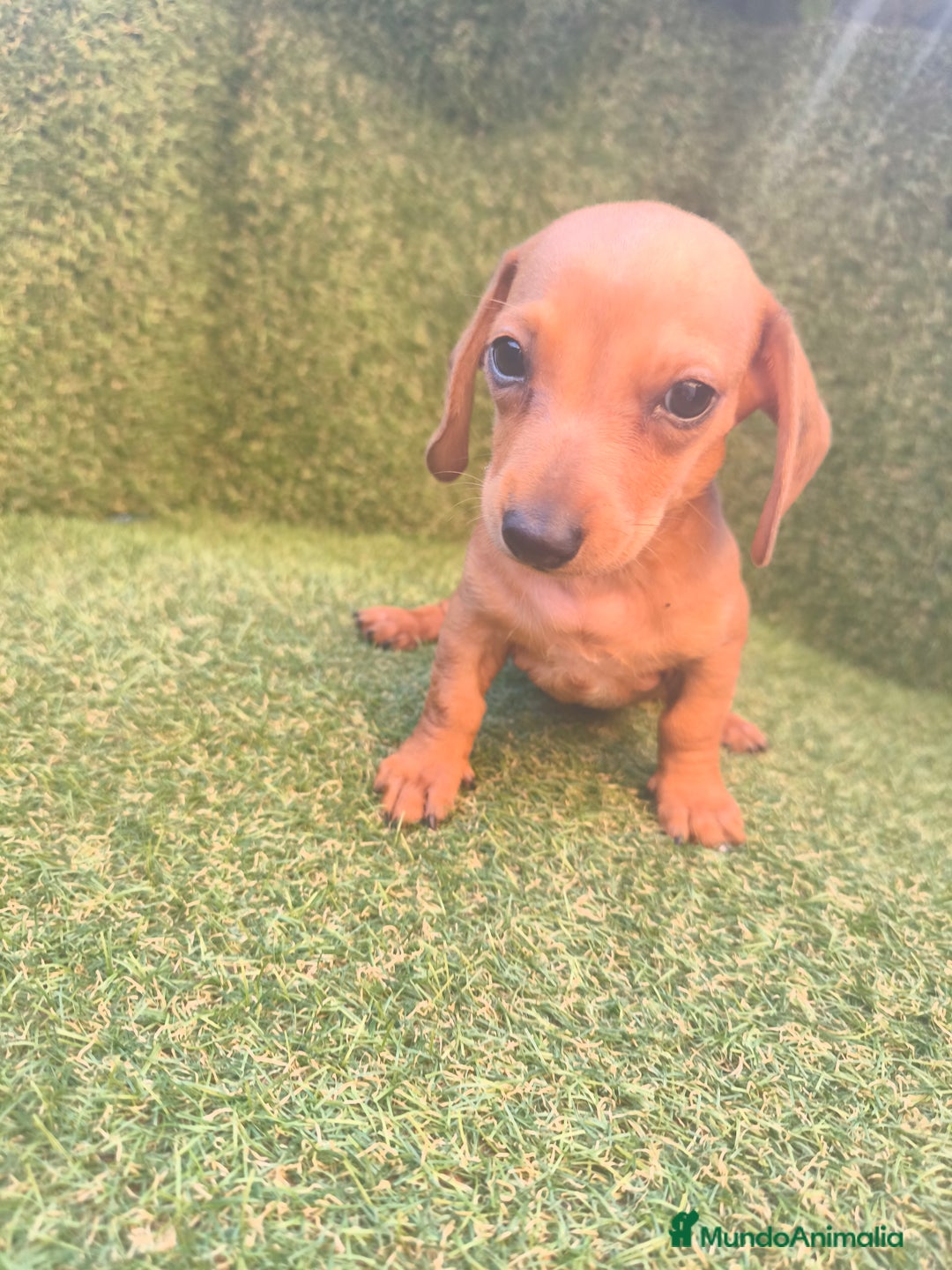 Teckel perros en venta: camada teckel canichen rojas  - Imagen 5