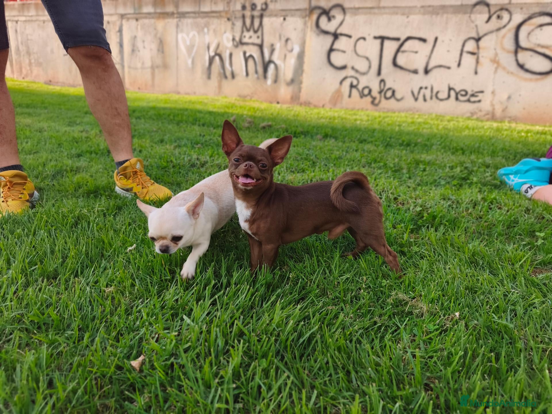 Chihuahua perros Chihuahuas macho - Anuncio 27