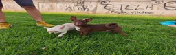 Chihuahua perros en venta: Chihuahuas macho - Anuncio 4