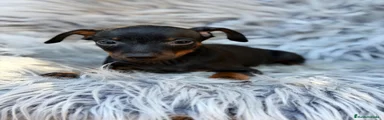 Pinscher Miniatura 1