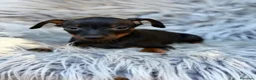 Pinscher Miniatura perros en venta: Precioso pinscher miniatura 💙🐾 - Anuncio 2