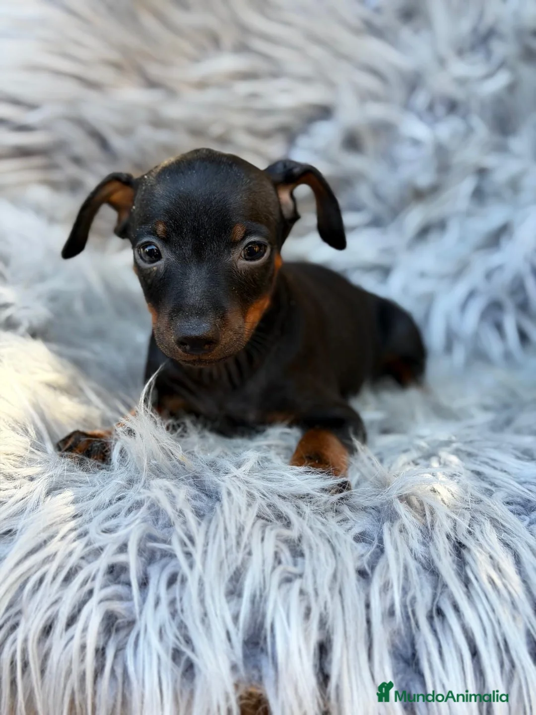 Pinscher Miniatura perros en venta: Precioso pinscher miniatura 💙🐾 - Anuncio 2