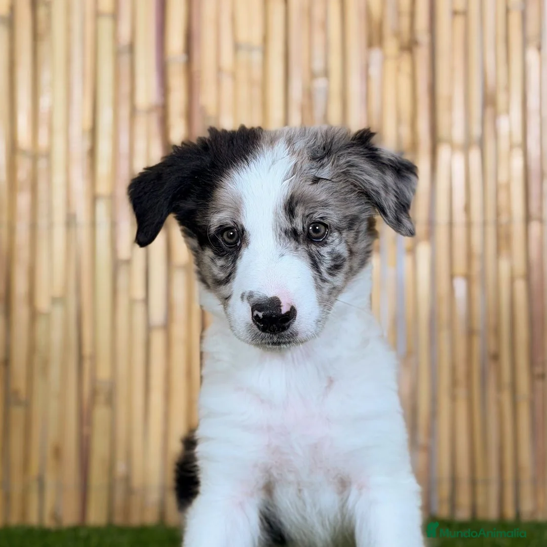 Border Collie perros en venta: BORDER COLLIE en Valencia - Anuncio 3