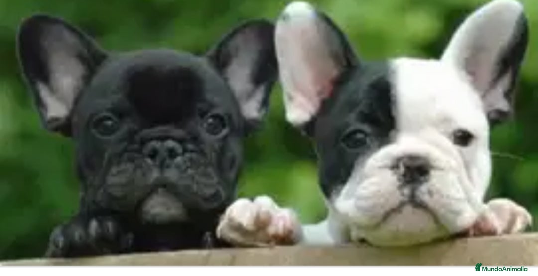 Bulldog Francés perros Bulldog francés  - Anuncio 2