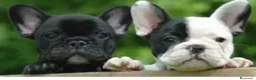 Bulldog Francés perros en venta: Bulldog francés  - Anuncio 1