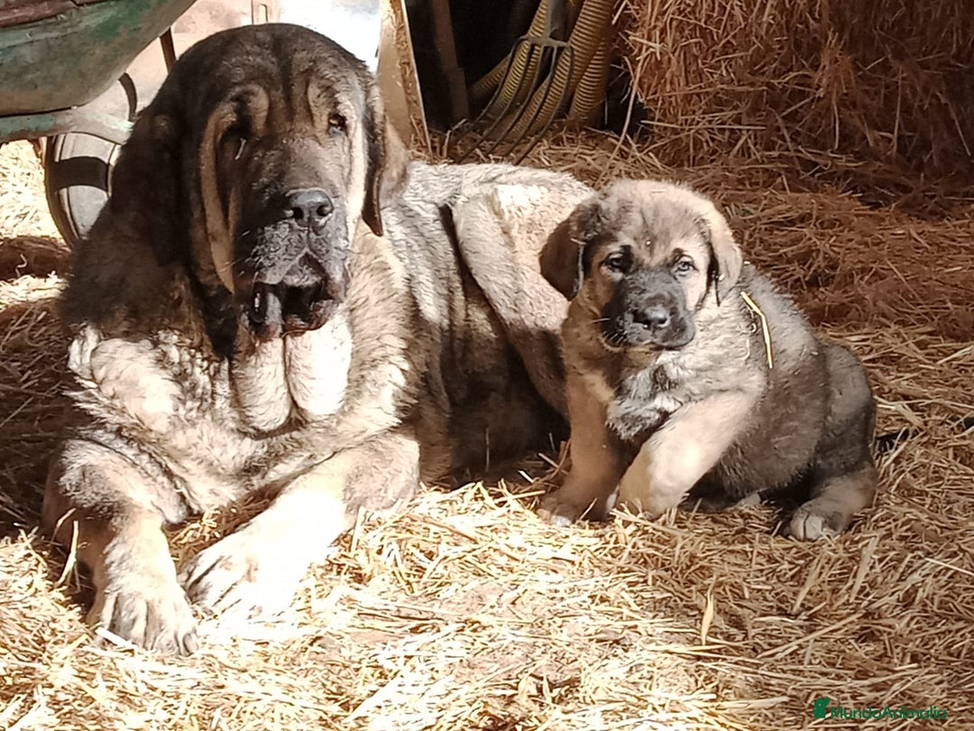 Mastín Español perros en venta: CACHORRO MASTÍN ESPAÑOL - Anuncio 1