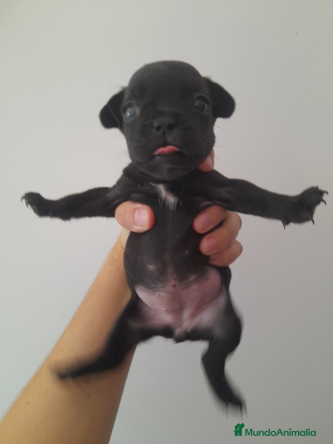 Bulldog Francés perros en venta: Camada de Bulldog Francés - Imagen 4