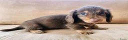 Teckel perros en venta: Tecke de pelo largo chocolate precio real - Anuncio 10