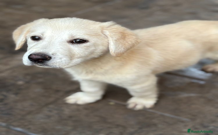 Labrador Retriever perros Labrador retriever  - Anuncio 1