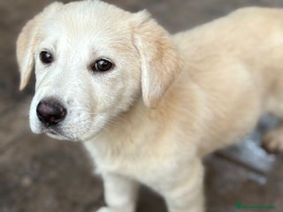 Labrador Retriever perros Labrador retriever - Anuncio 1