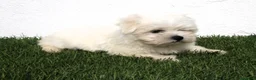 Bichón Maltés perros en venta: Bichon Maltes  - Anuncio 8