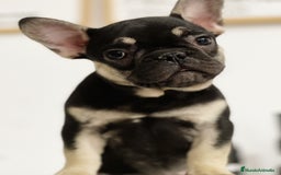 Bulldog Francés perros en venta: BULLDOG FRANCÉS - Imagen 1