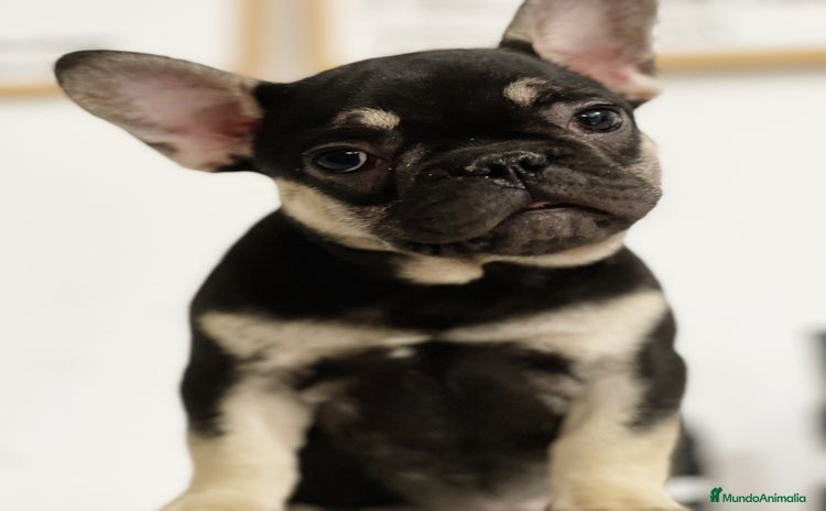Bulldog Francés perros - Propaganda 3