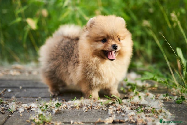 Pomerania perros Pomeranias España  - Anuncio 2