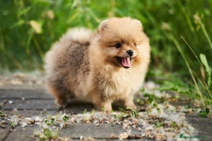 Pomerania perros - Anuncio 4