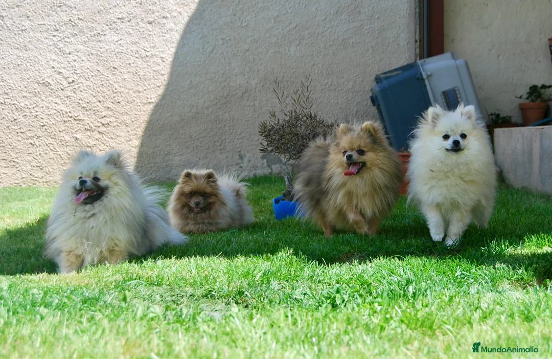 Pomerania perros en venta: Cachorros de Pomerania del Alto del Pago - Anuncio 1