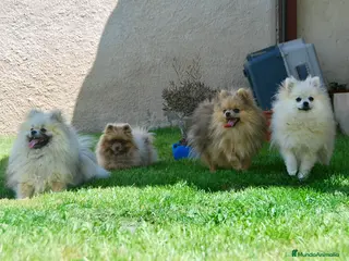 Pomerania perros en venta: Cachorros de Pomerania del Alto del Pago - Anuncio 3