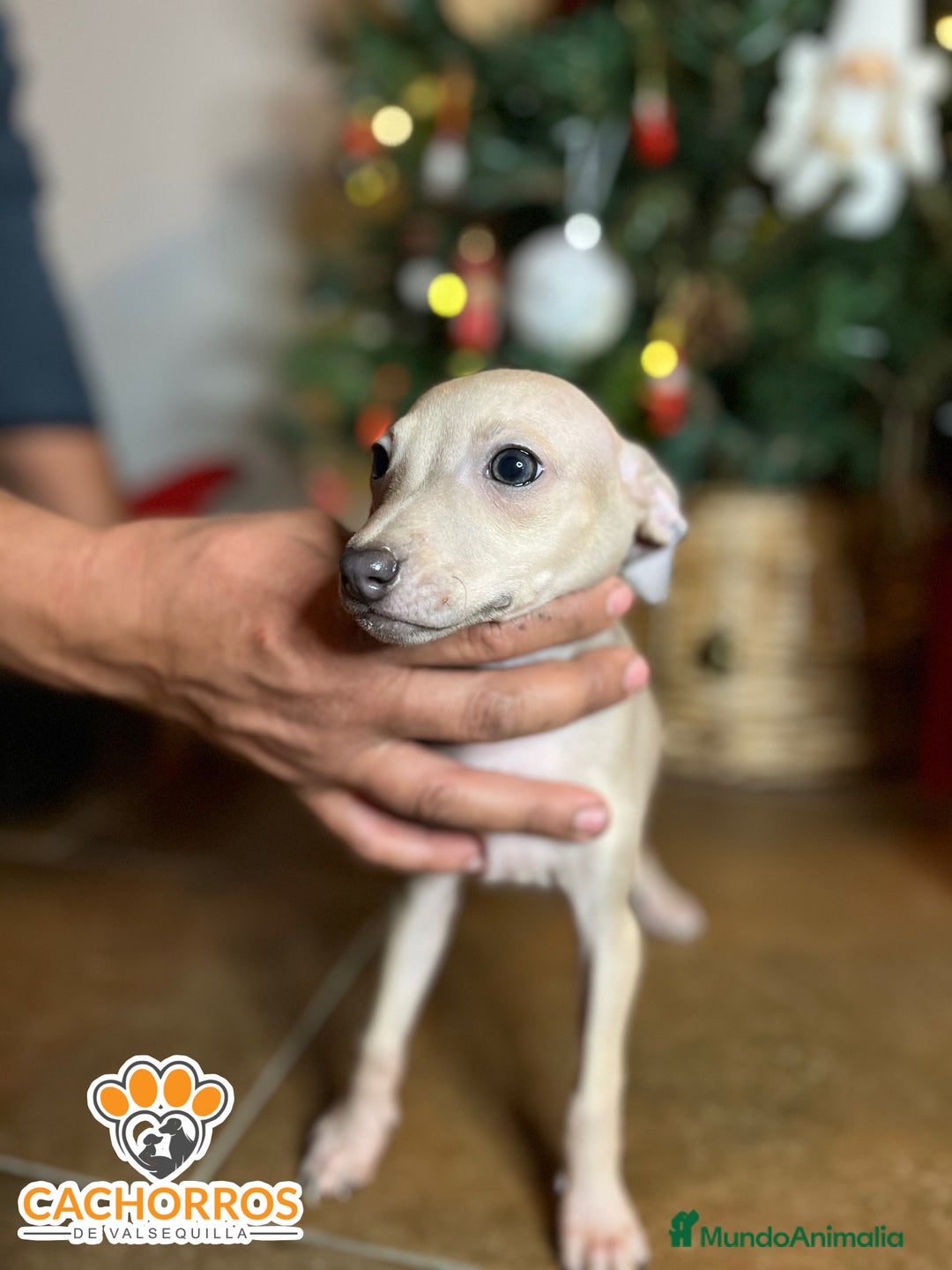 Pequeño Lebrel Italiano perros en venta: Lebrel italiano  - Anuncio 2