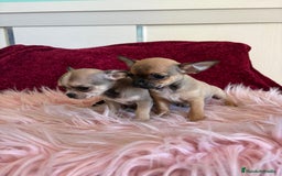 Chihuahua perros en venta: Cachorros de chihuahua - Imagen 3