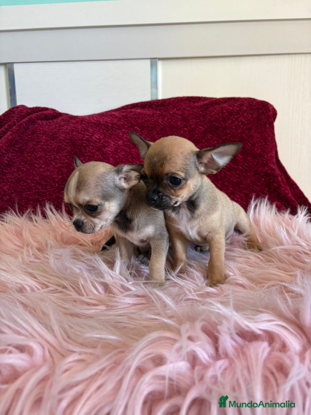 Chihuahua perros en venta: Cachorros de chihuahua - Imagen 3