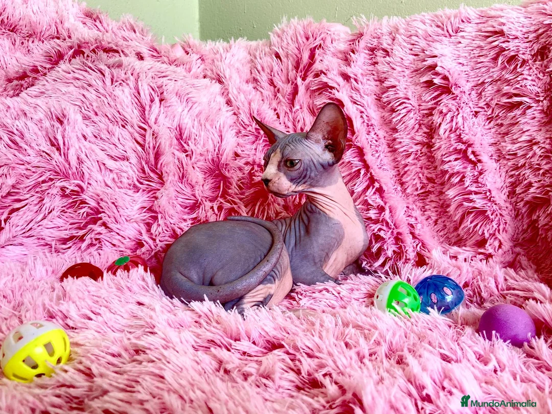Sphynx gatos en venta: HEMBRA DE GATO SPHYNX - Anuncio 1