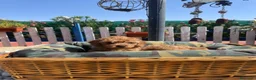 Caniche Enano perros en venta: cachorro caniche rojo  - Anuncio 2