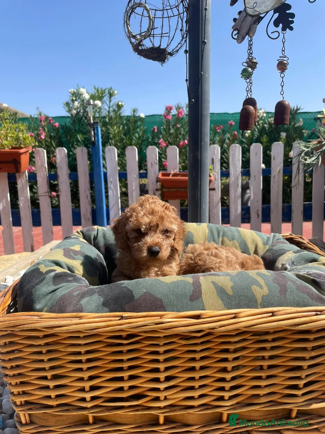 Caniche Enano perros en venta: cachorro caniche rojo  - Anuncio 2