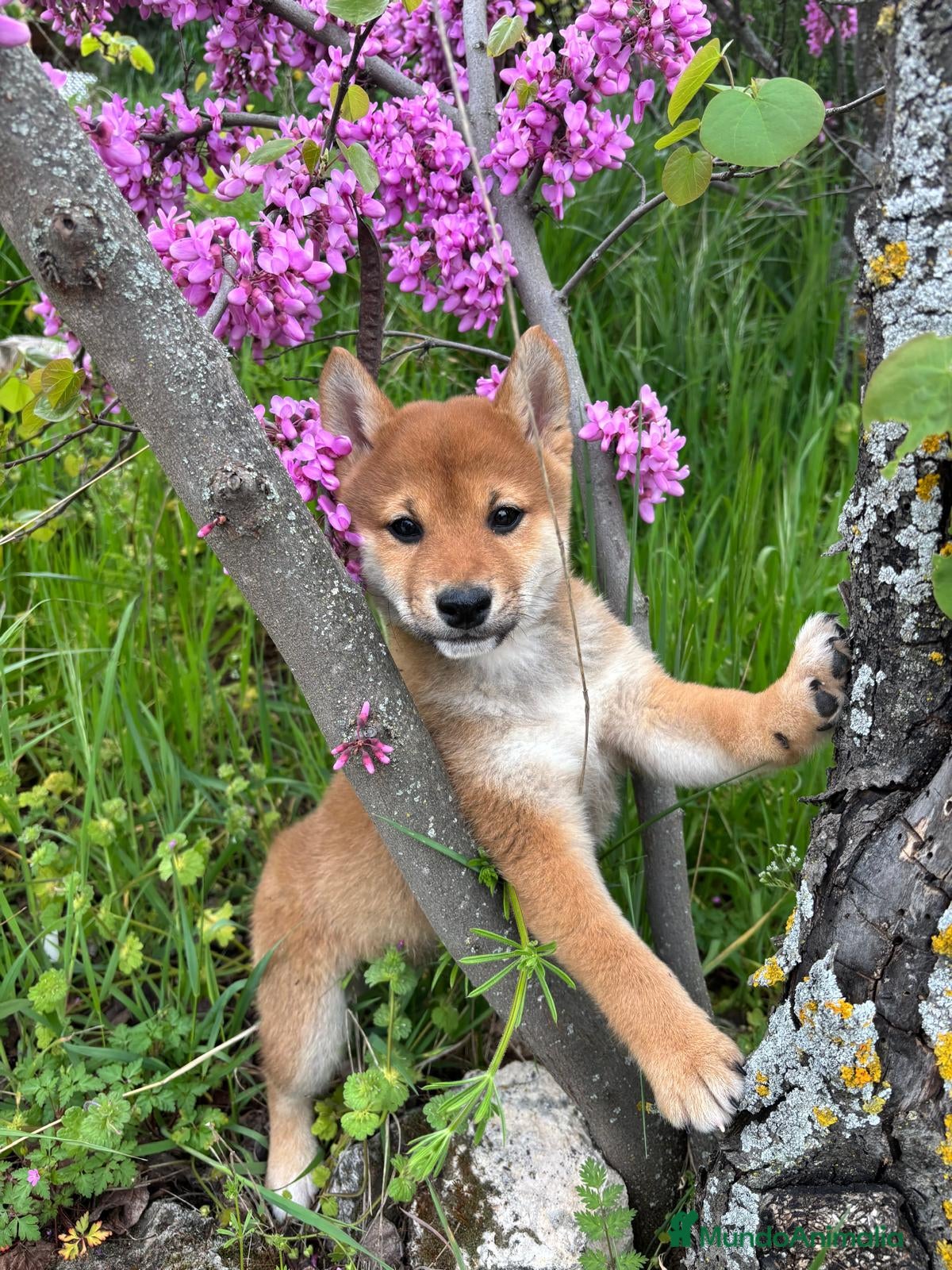 Shiba Inu perros Shiba Inu Hembra Disponible  - Anuncio 1