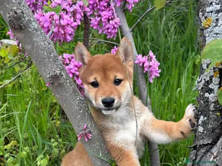Shiba Inu perros Shiba Inu Hembra Disponible - Anuncio 20